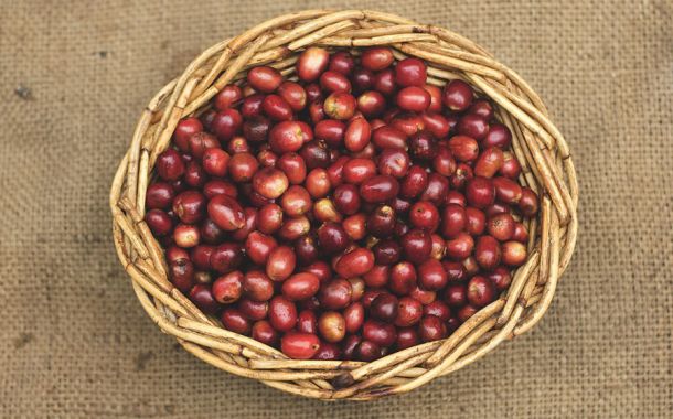 récolte des fruits du caféier
