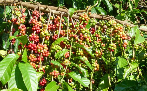 fruits de caféier en cours de maturation